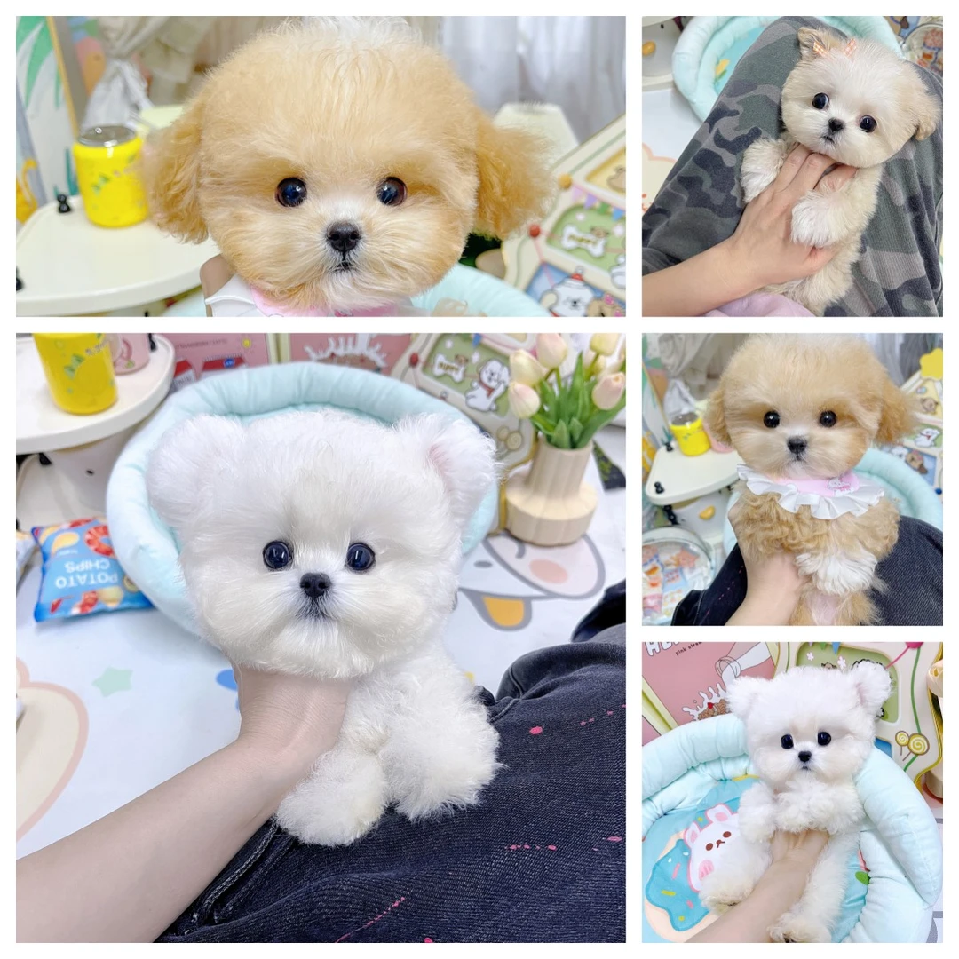 直播间活体宠物狗狗通用链接