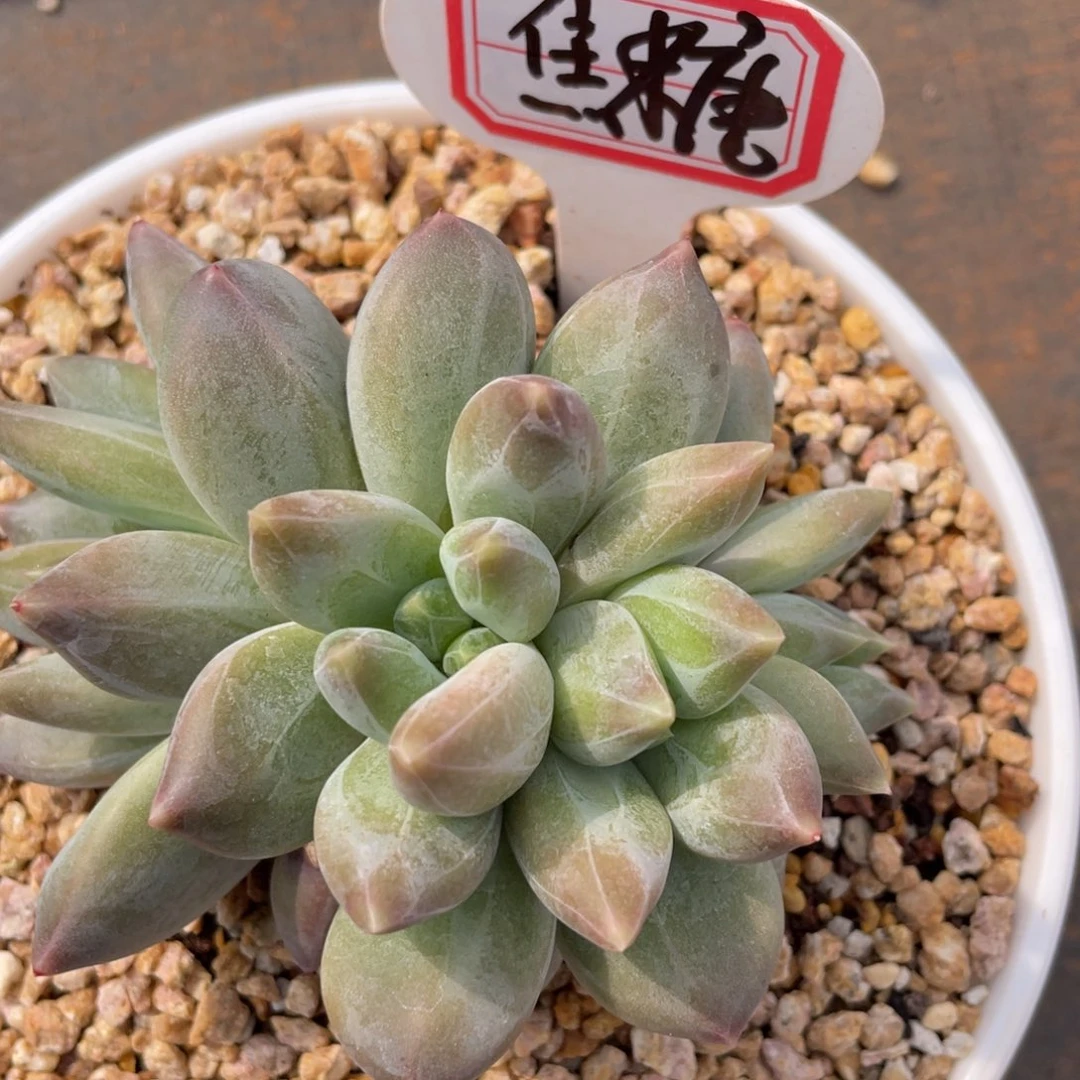 焦****卷姐姐说她真的有男朋友没