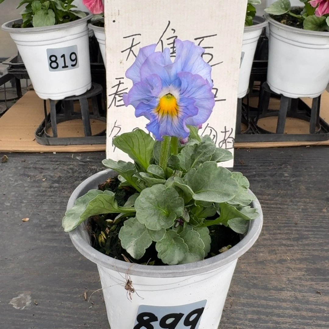 全部花朵899号tutu群