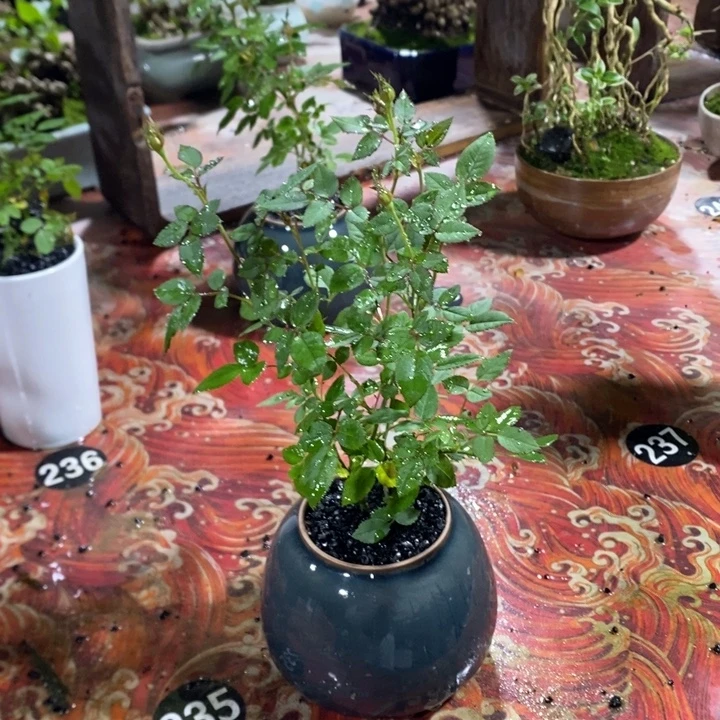 A***米无花朵一物一拍93