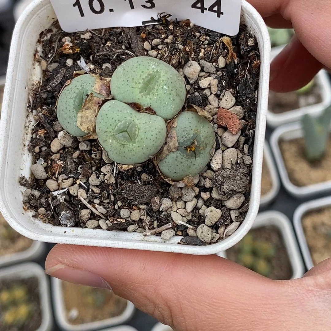 1013-44-大饼福利。