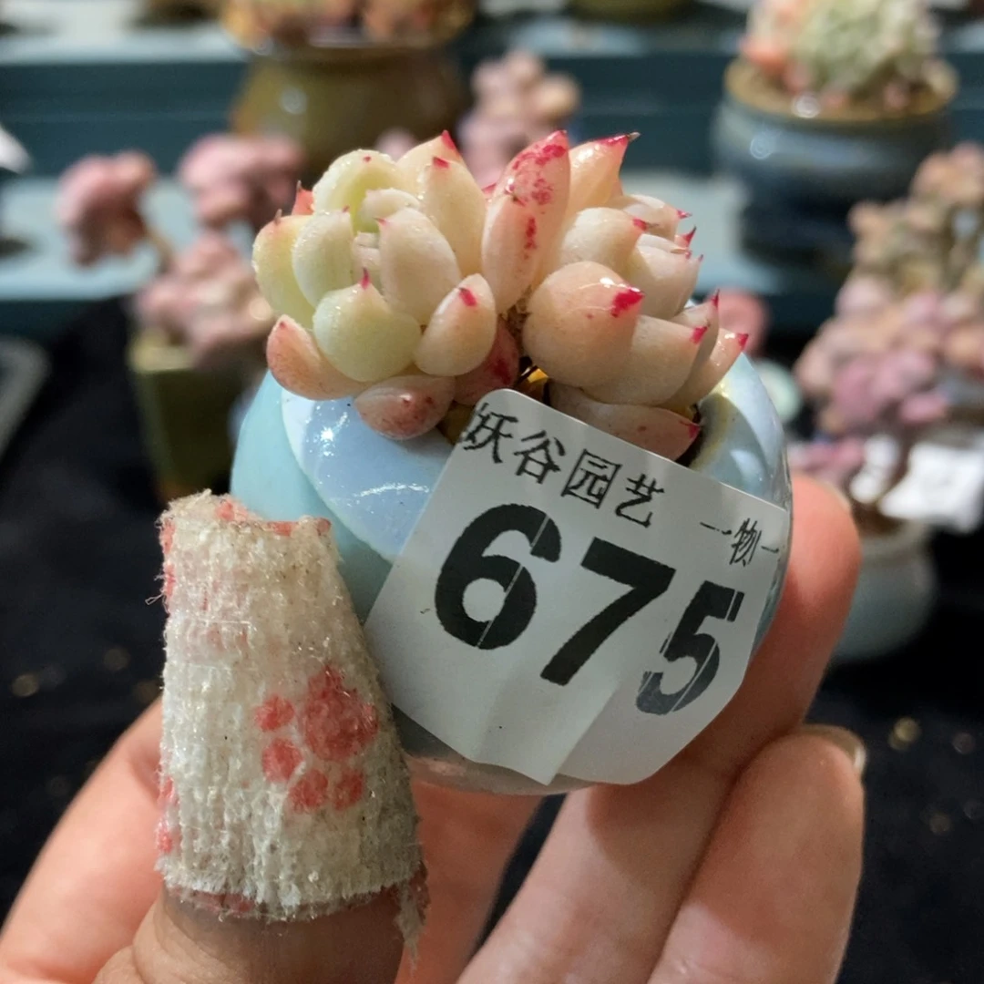 675带盆土11111111