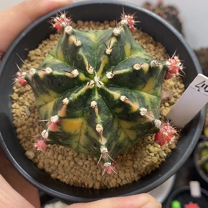 泰系铭品米哈——元旦福利34