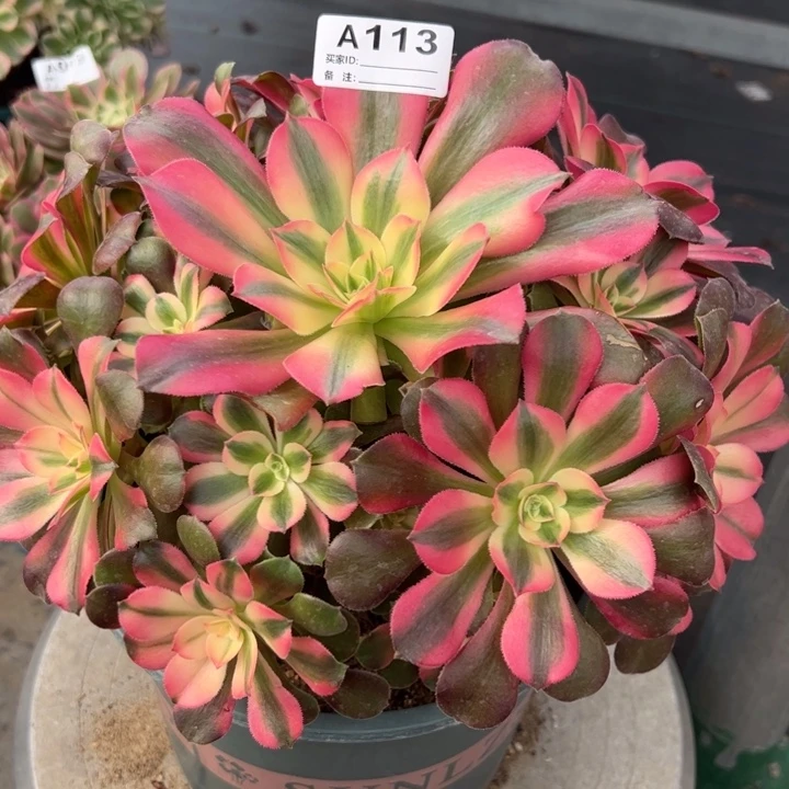 113香妃22厘米左右