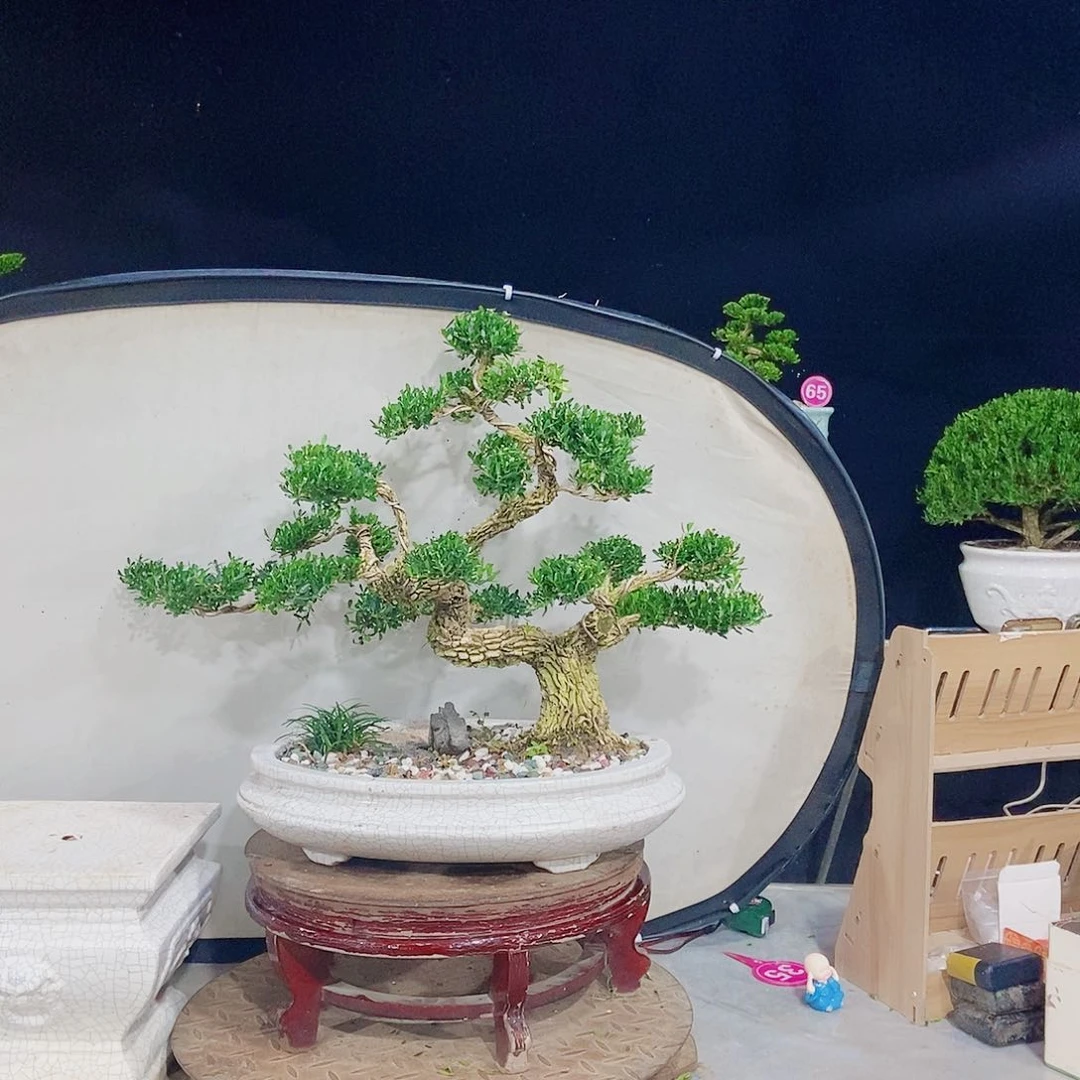 乡***梦无花朵广东小叶黄杨