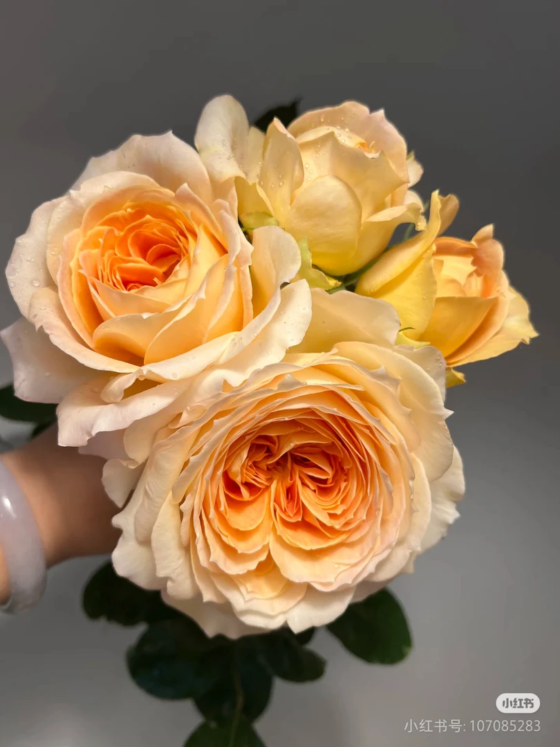 焦糖古董 新品大花浓香直立型多季开花耐热