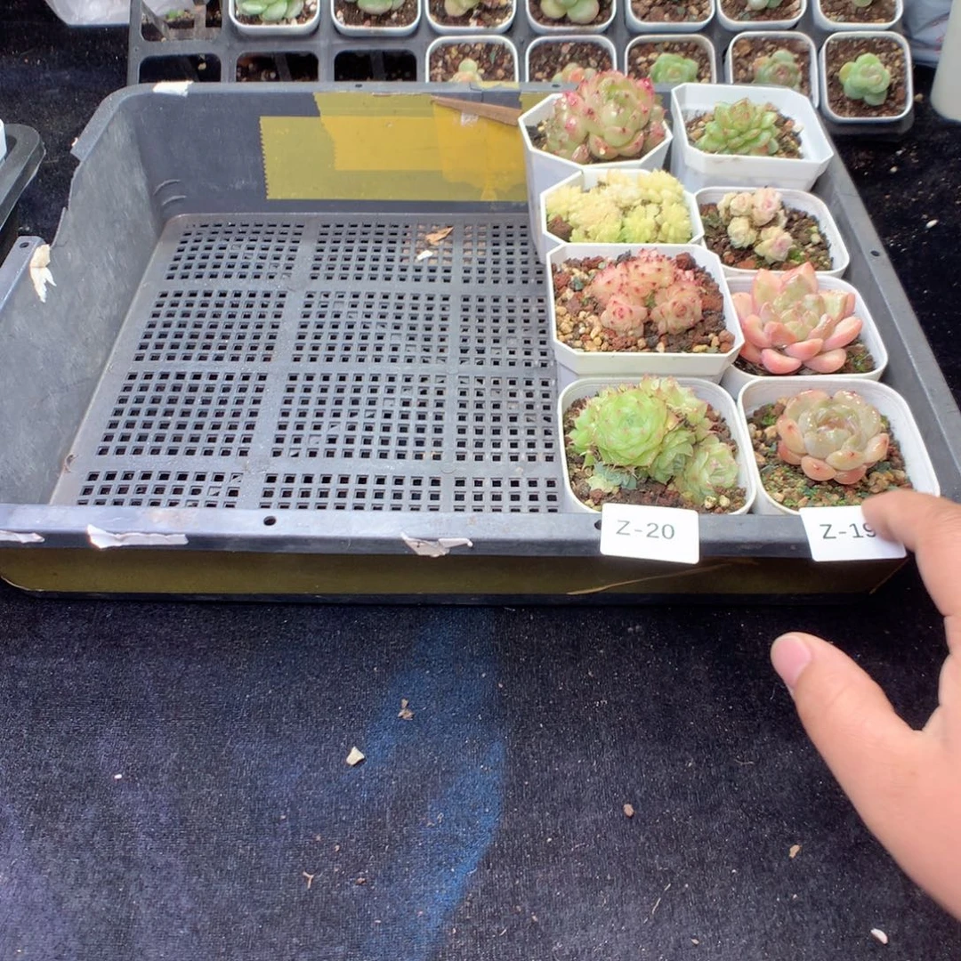 全部花朵Z20英语英语