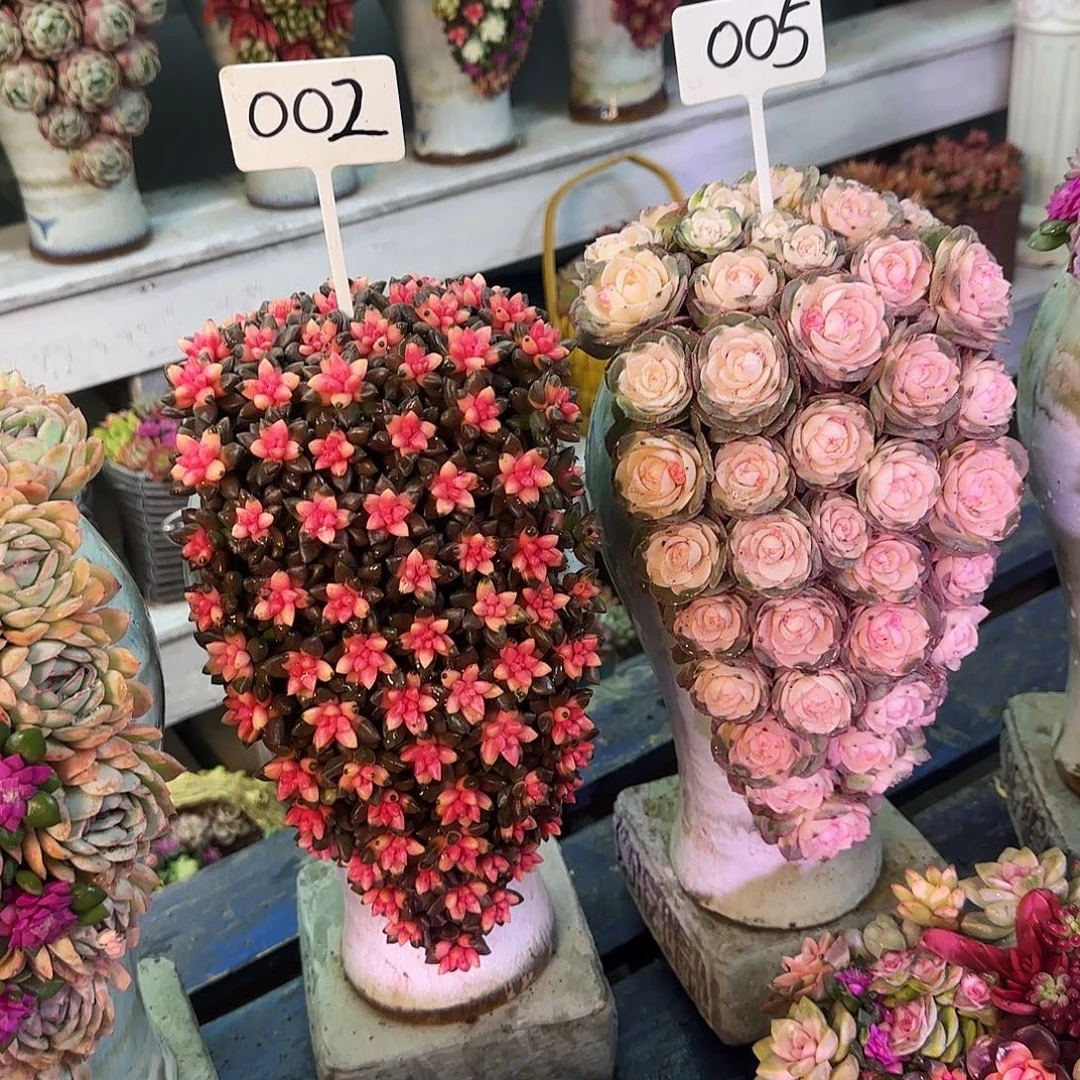 这个是002005多肉植物