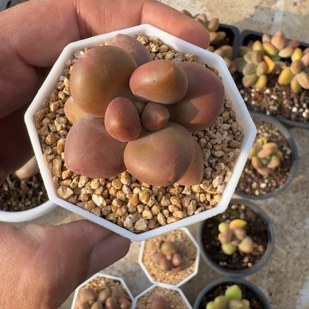 芒果奶 单头  一物一拍