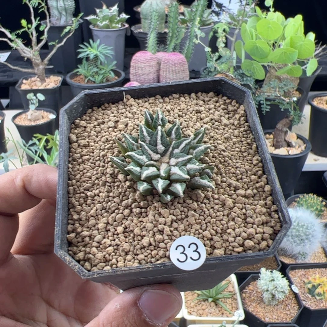 黑牡丹实生3.5一物一拍默认脱土发