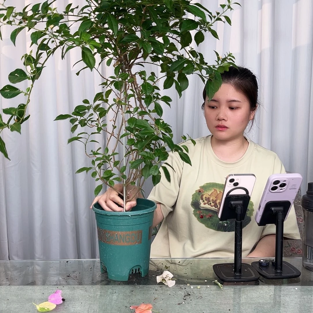 当前无花栽培后可以开花柳叶苹果花带竹一颗