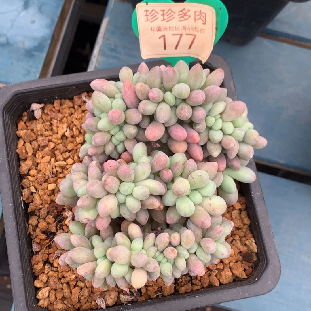 汤圆缀化一物一拍177