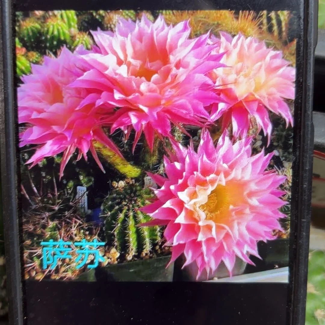 萨淑彩侧牙20包邮仙人球59