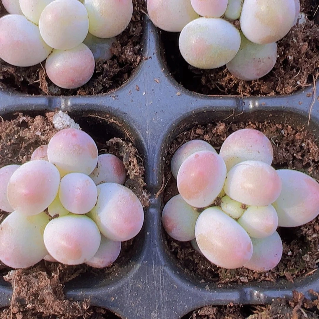 汤圆苗5颗19包邮多肉植物