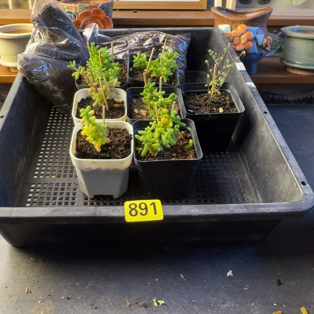 枝干番杏多肉植物891