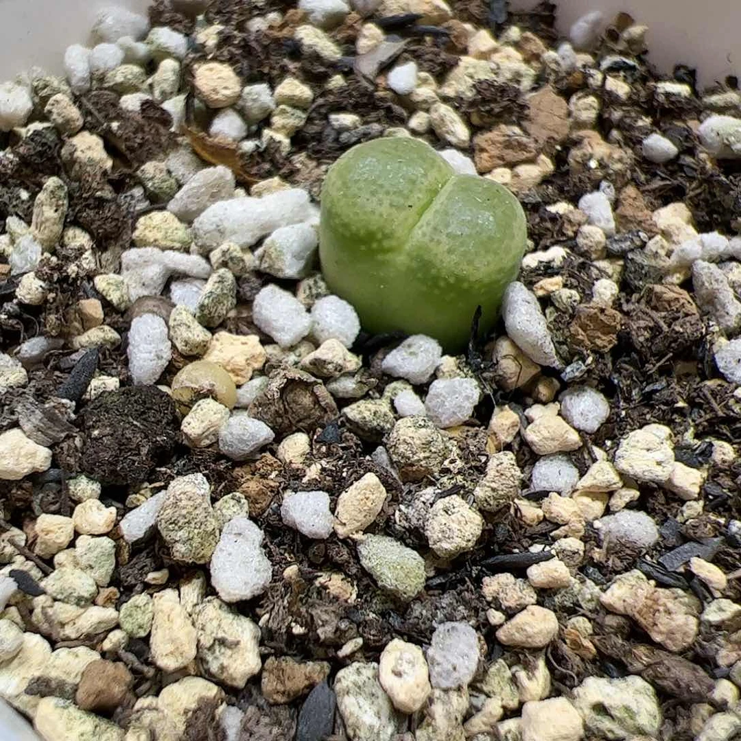 【闪购商品】158 大葫芦杂拉登