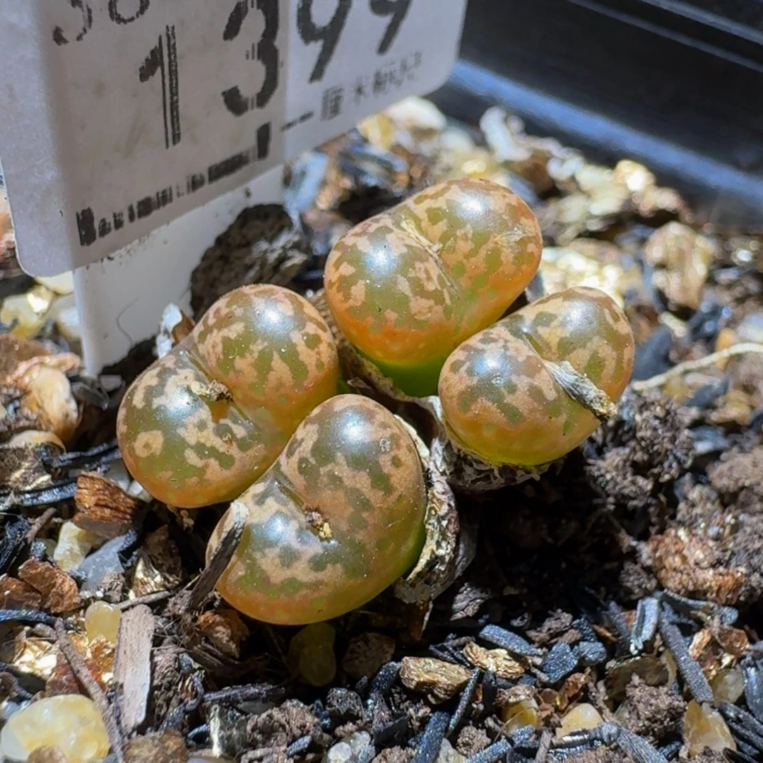 Ssss清货捡漏价1399