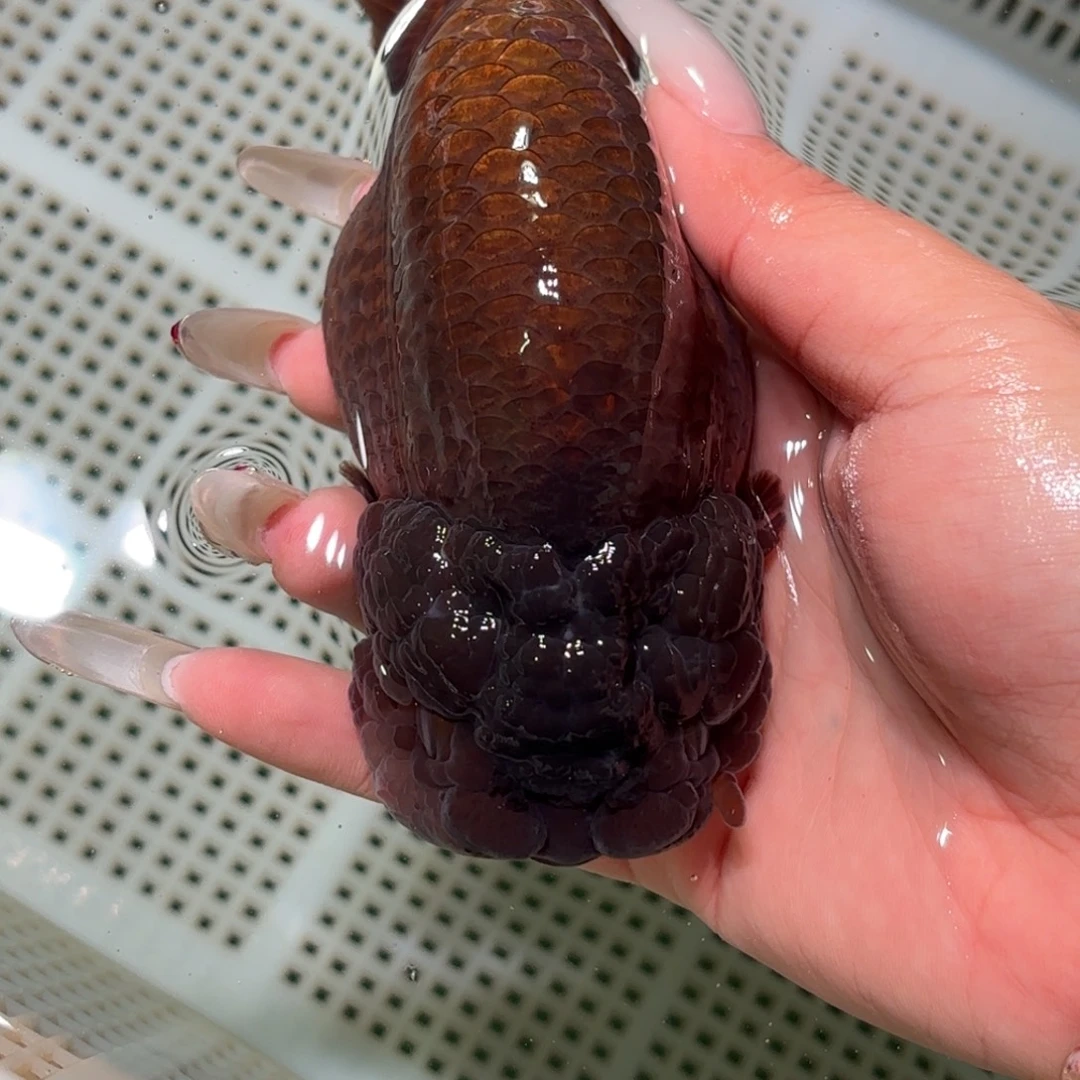 M***斯金鱼不拍包装运费到付，拍包装包邮