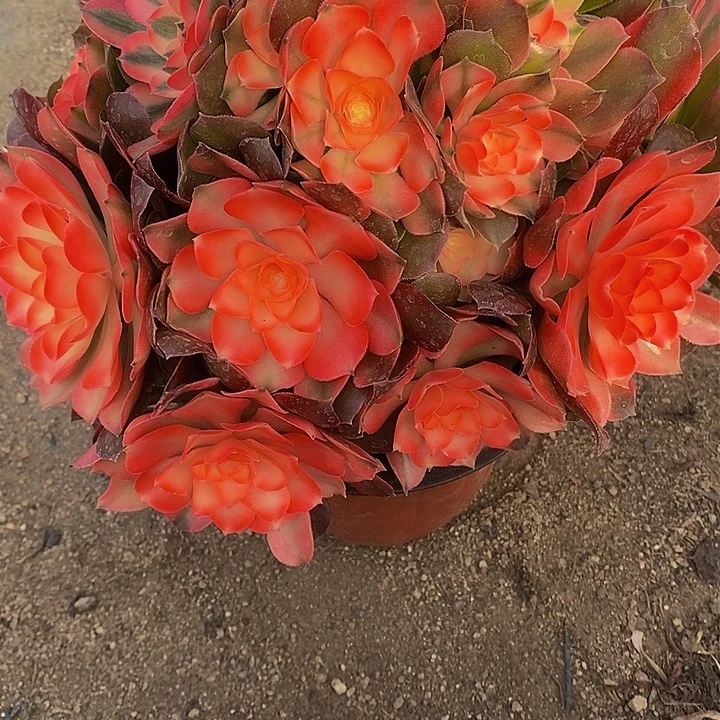 多肉香妃390多肉