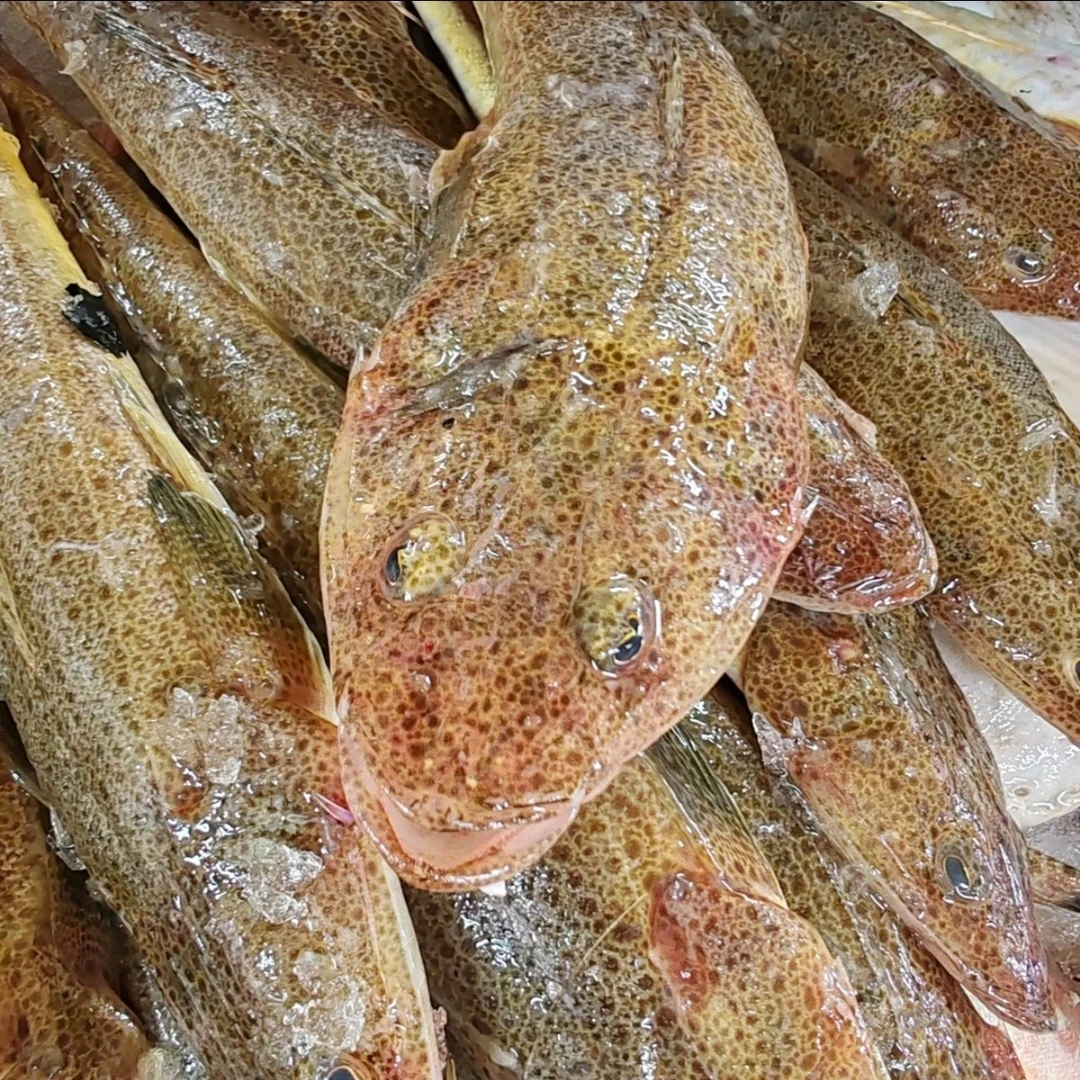 大连本地辫子鱼大小都有介意勿拍嫌小勿拍冷冻发货