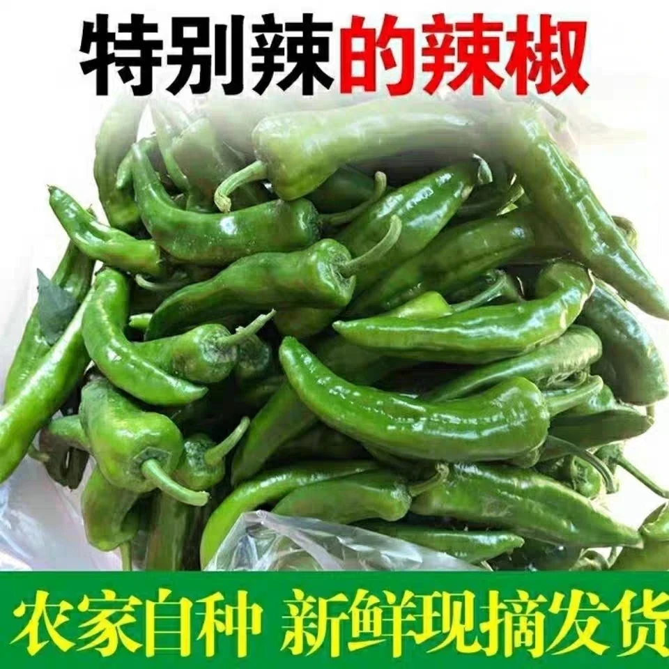 辣妹子特辣辣椒香辣土辣椒皮薄肉脆新鲜辣椒现采现发1/3/5斤包邮