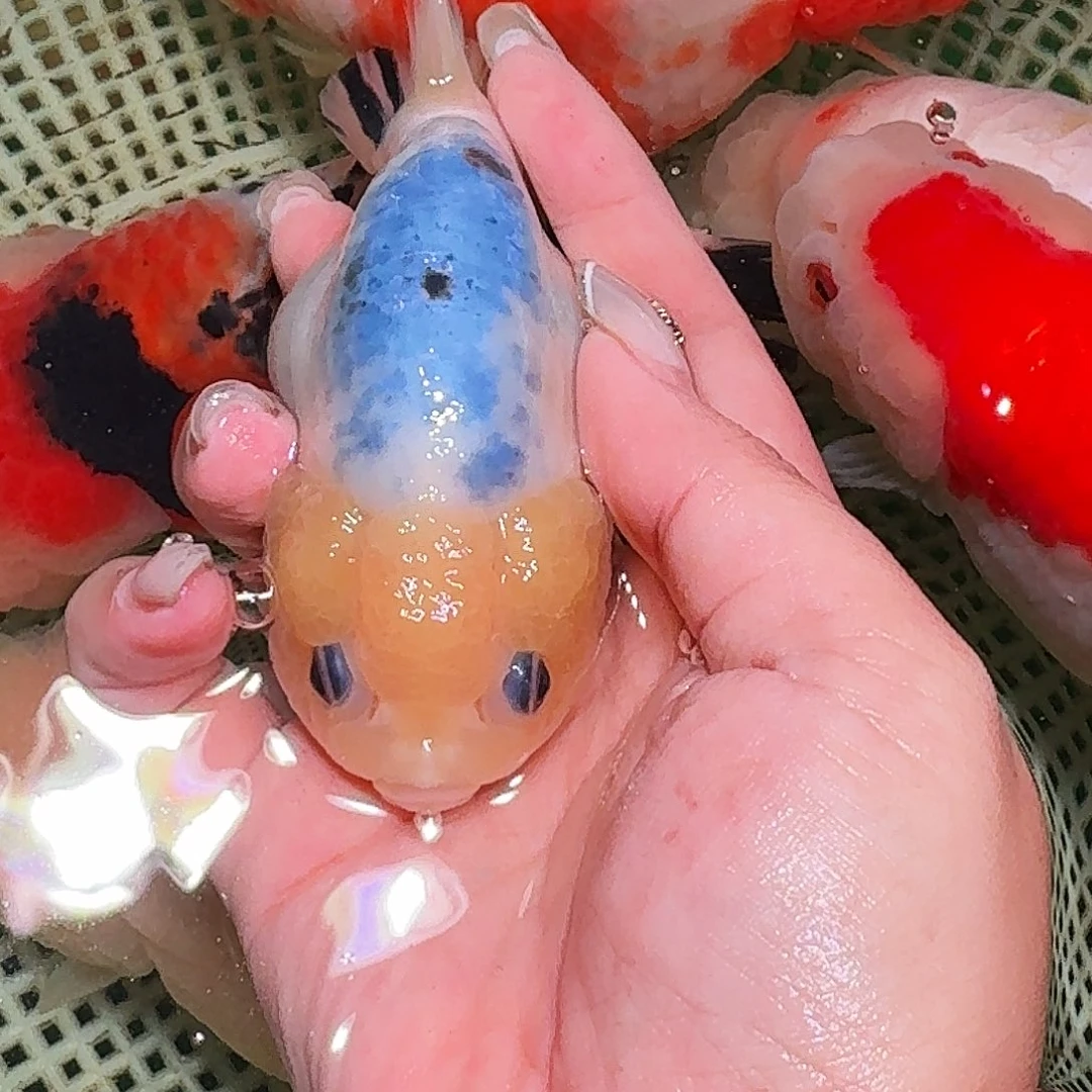 虞***鱼金鱼拍包装包邮，不拍包装运费到付