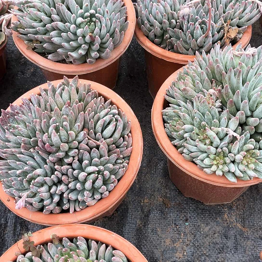 炫彩星16.99多肉植物