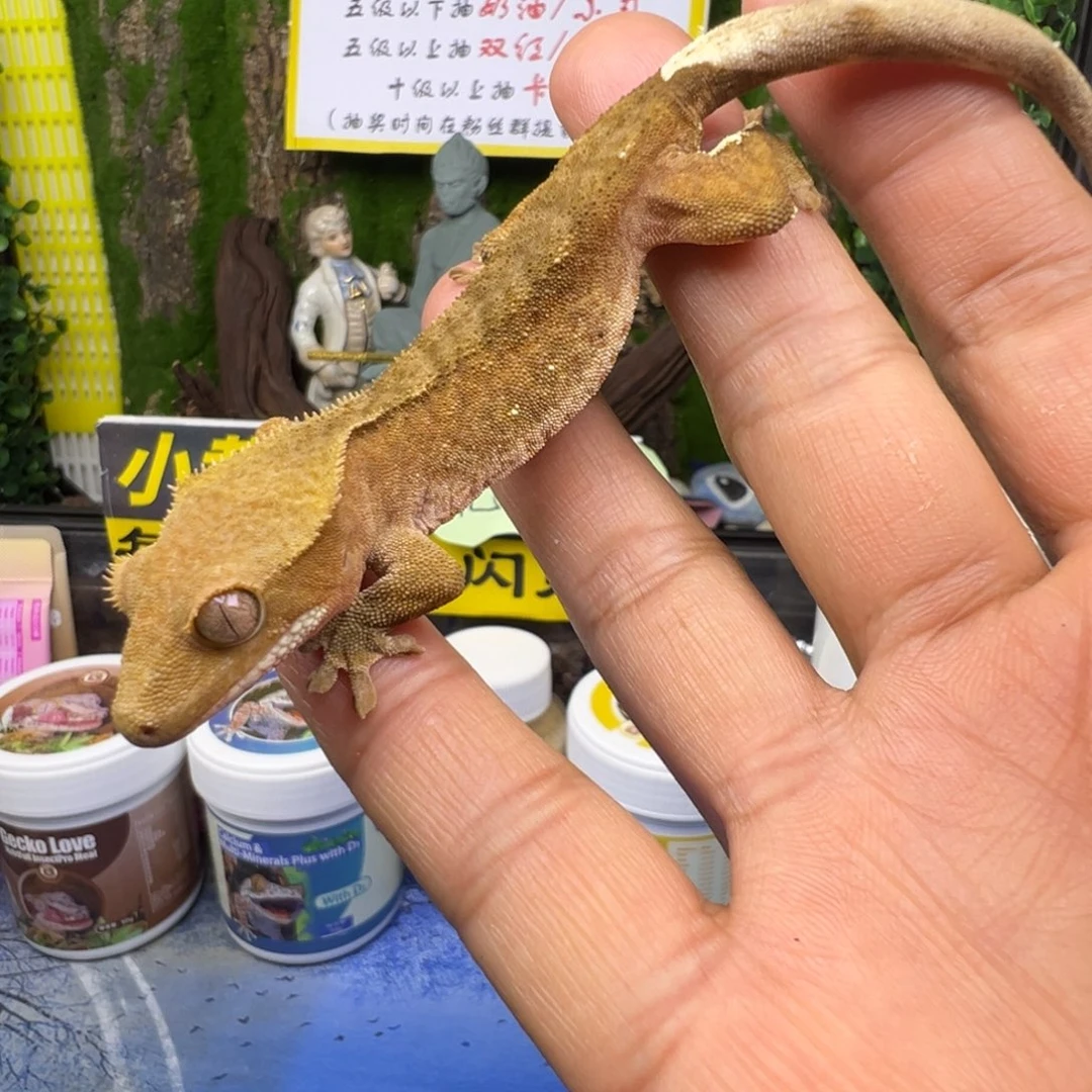 睫角守宫原色波点