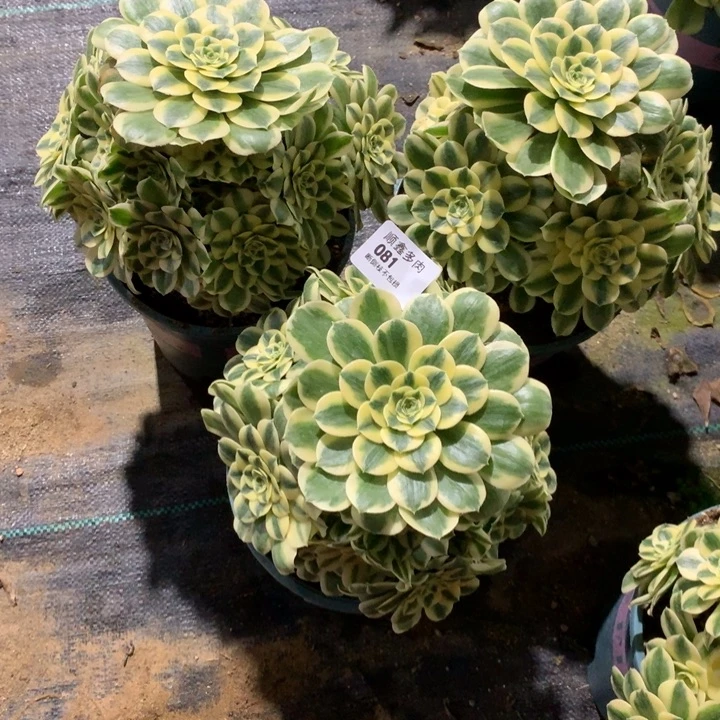 081迈巴赫一颗多肉