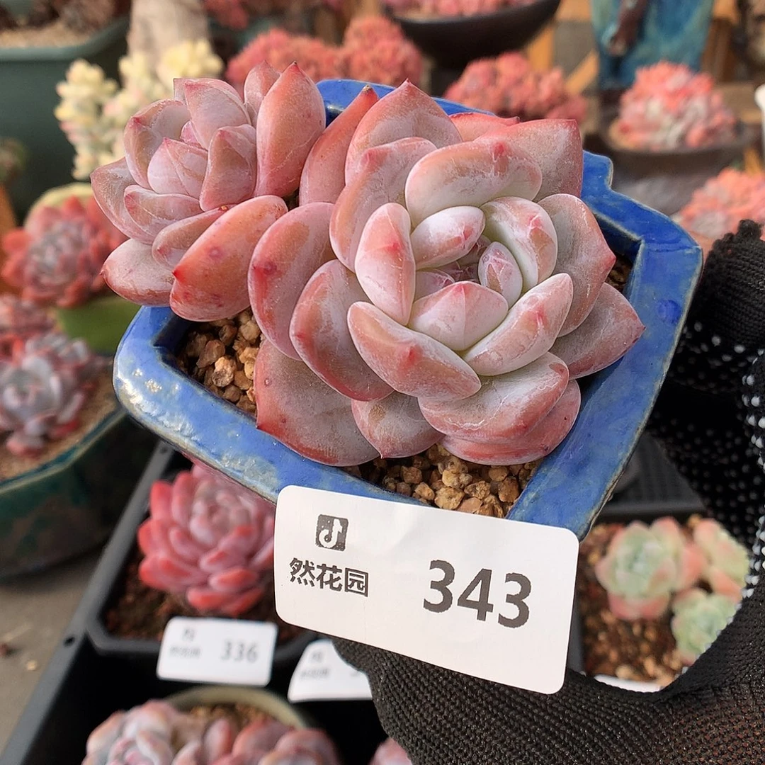 343星影多肉植物66666