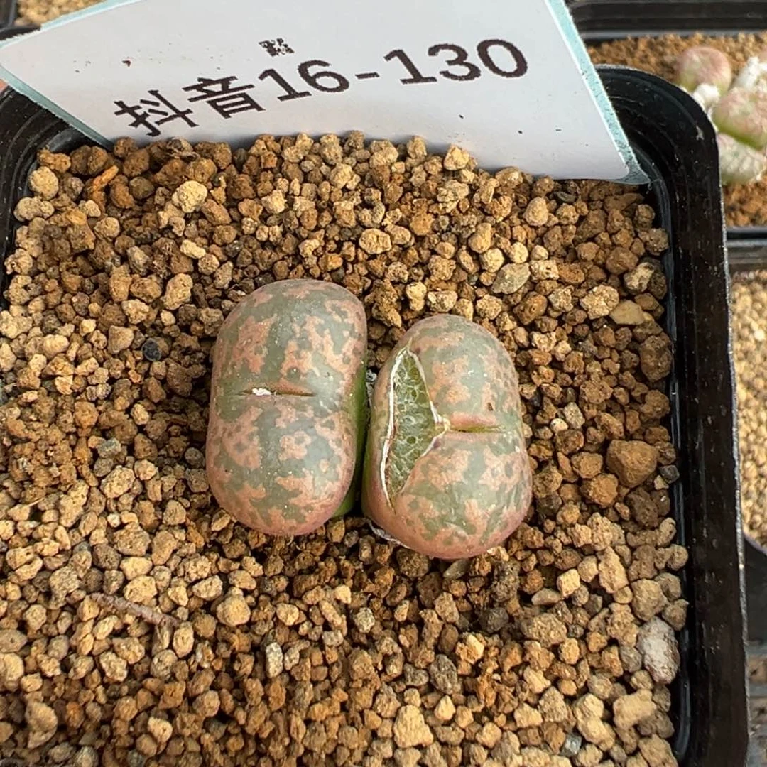 16-130勋章多肉植物，