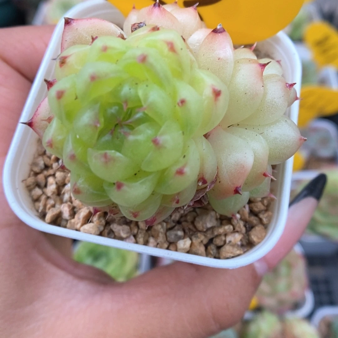 润玉珍妮群生933号