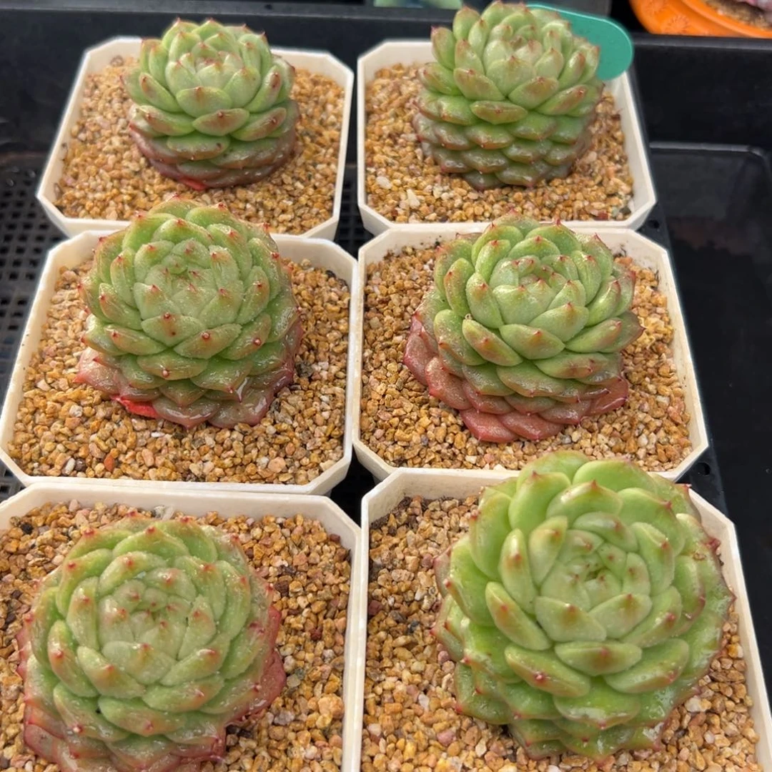 从前慢花园多肉编号1215-灯泡珍妮