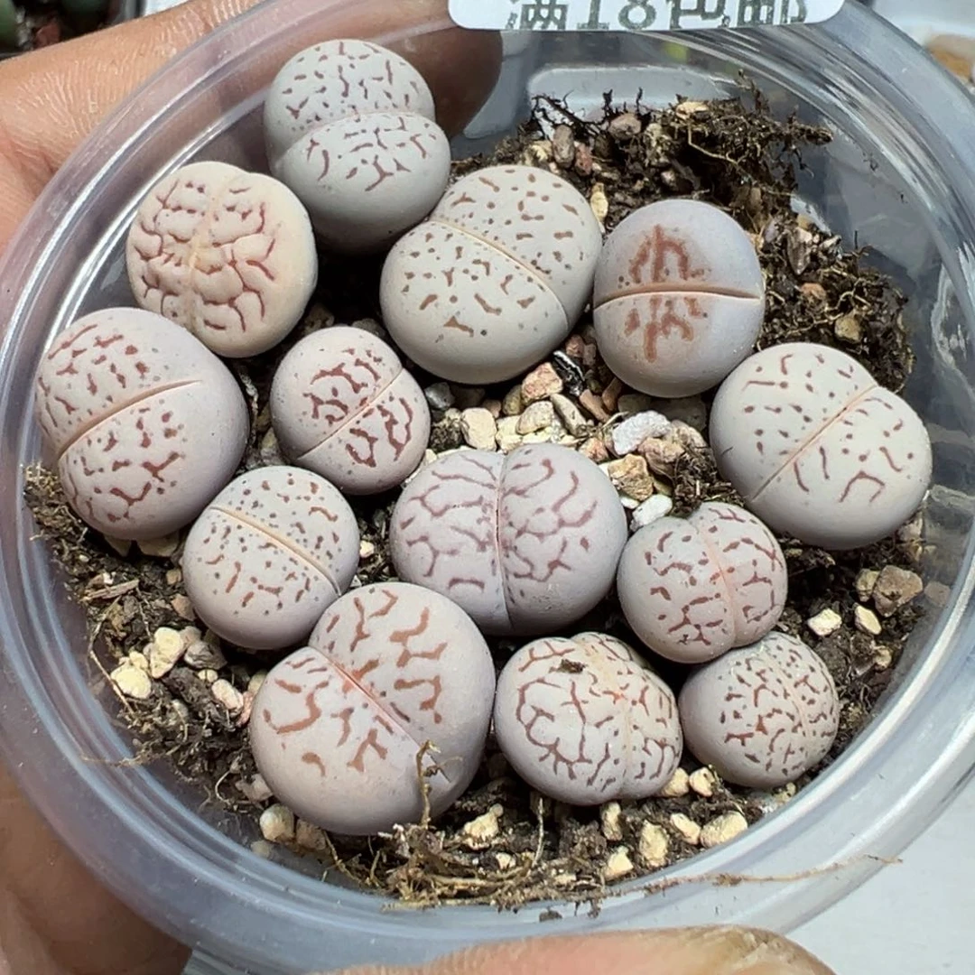 【闪购商品】 443。