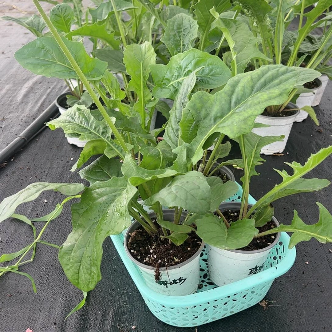 【闪购商品】当前无花栽培后可以开花娜塔莎，玲珑，绿宝石紫佳人