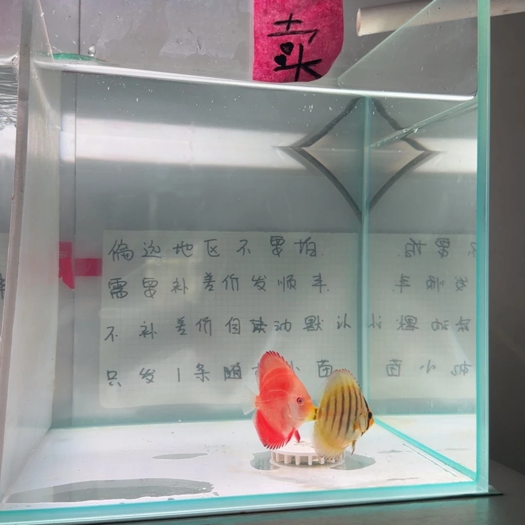 七彩神仙鱼肉身4偏远地区不拍