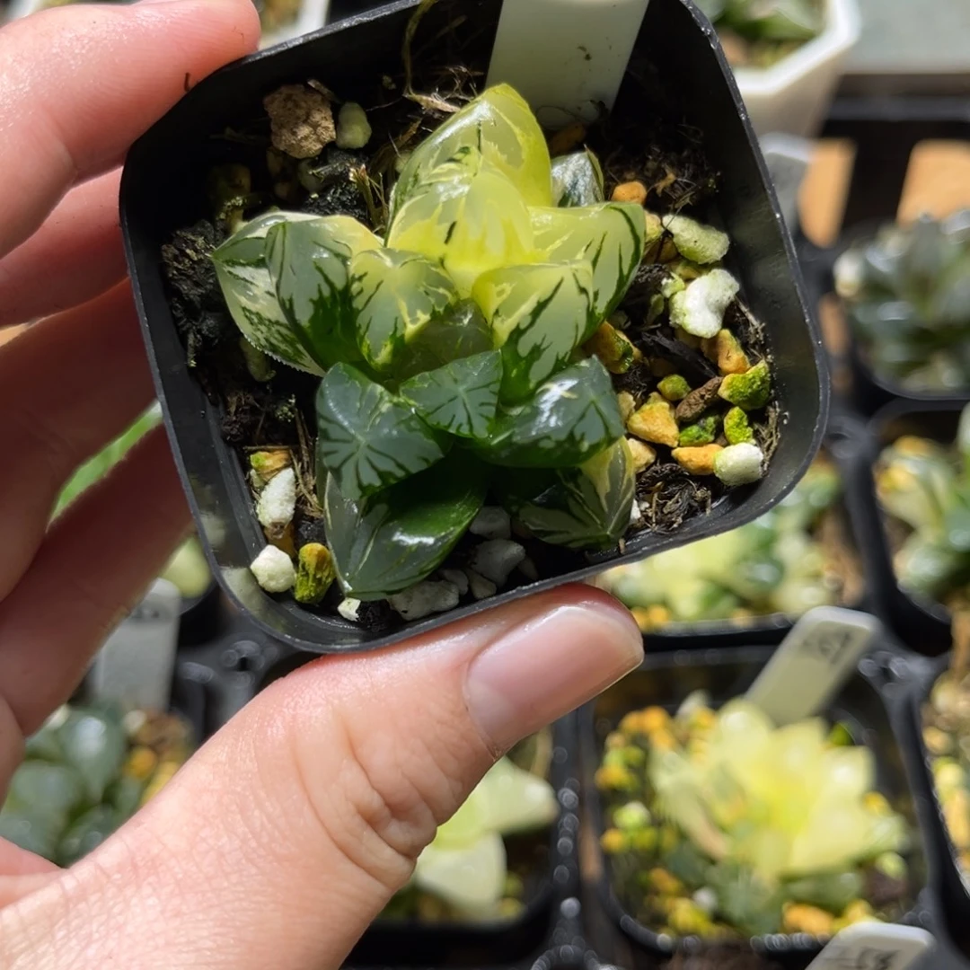 254花水晶玉露锦一物一拍