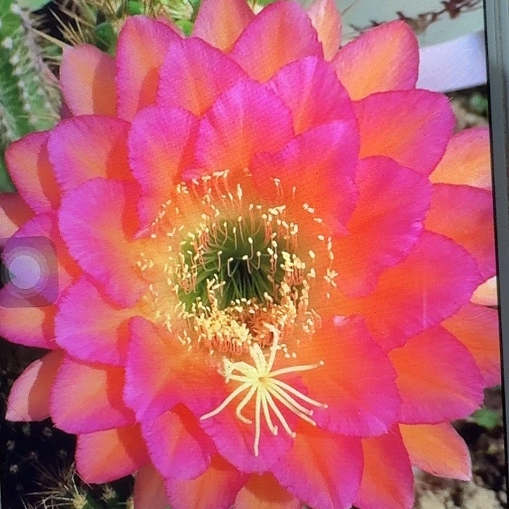 达加体侧芽5公分左右毛花柱（20包邮）