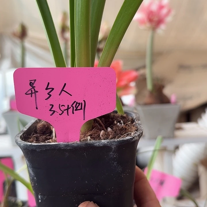 无花朵异乡人朱顶红直径3.5加侧