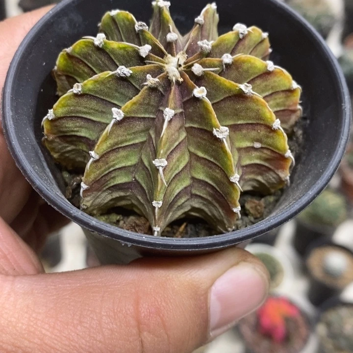 实生紫皮肋骨特价