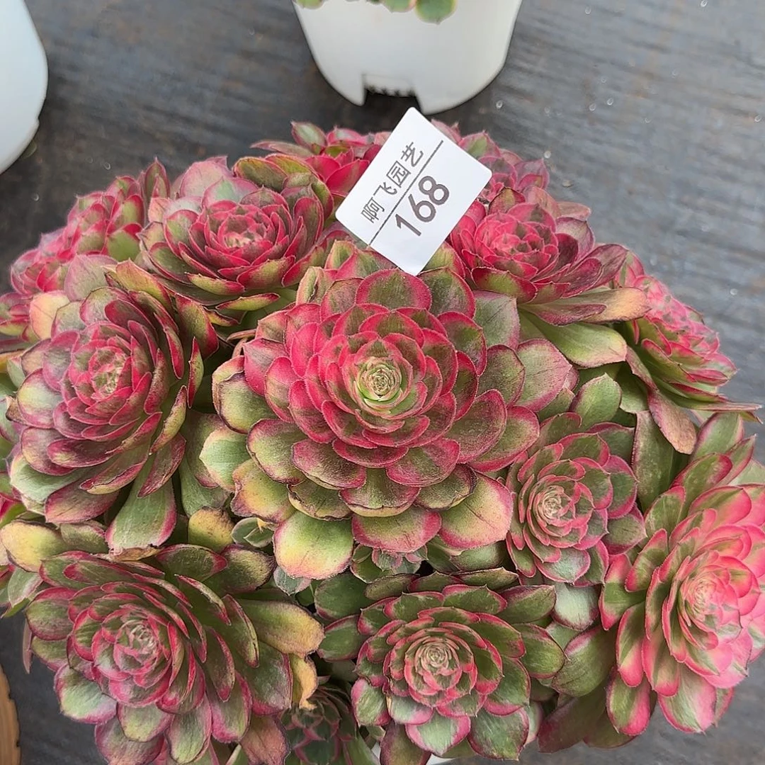 168多肉 桃花坞捧花 法师