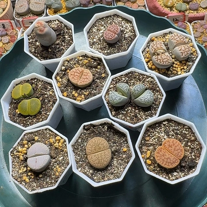 生石花111111。   无售后。   92