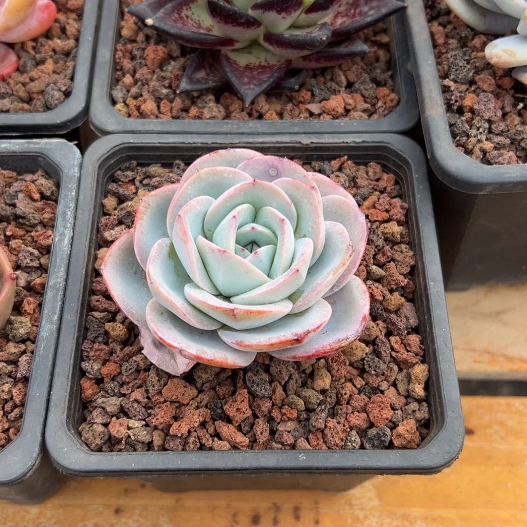 多肉布鲁蓝【非偏远地区满18包邮】