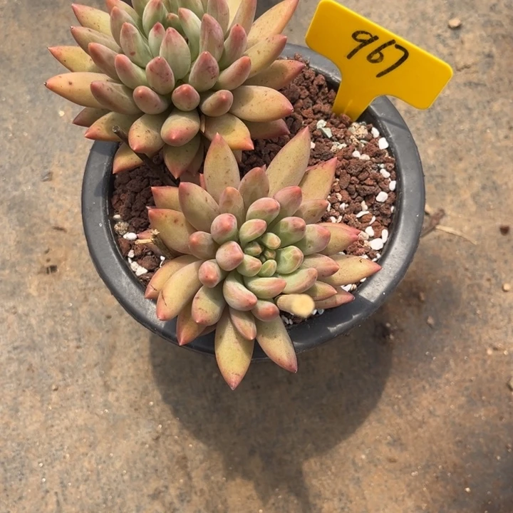 S***苏967 0885478858888888