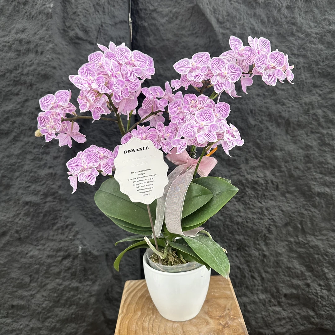 Petal8优选【十里桃花】-蝴蝶兰组盆摆设客厅摆设种植基地发货