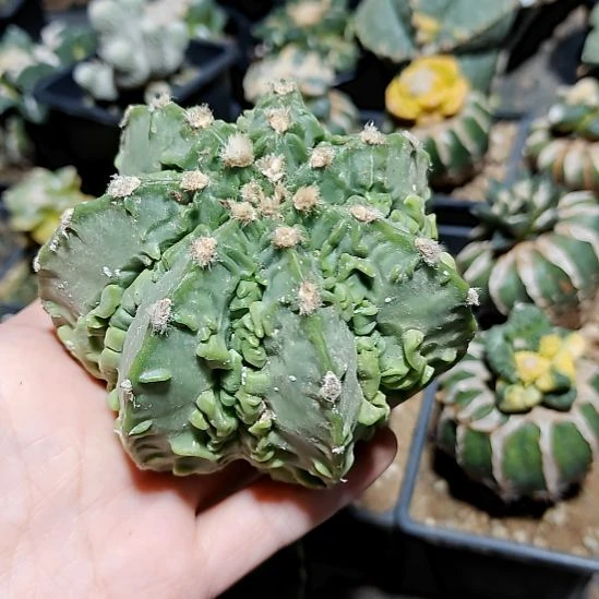 红***红核桃04004004004004040