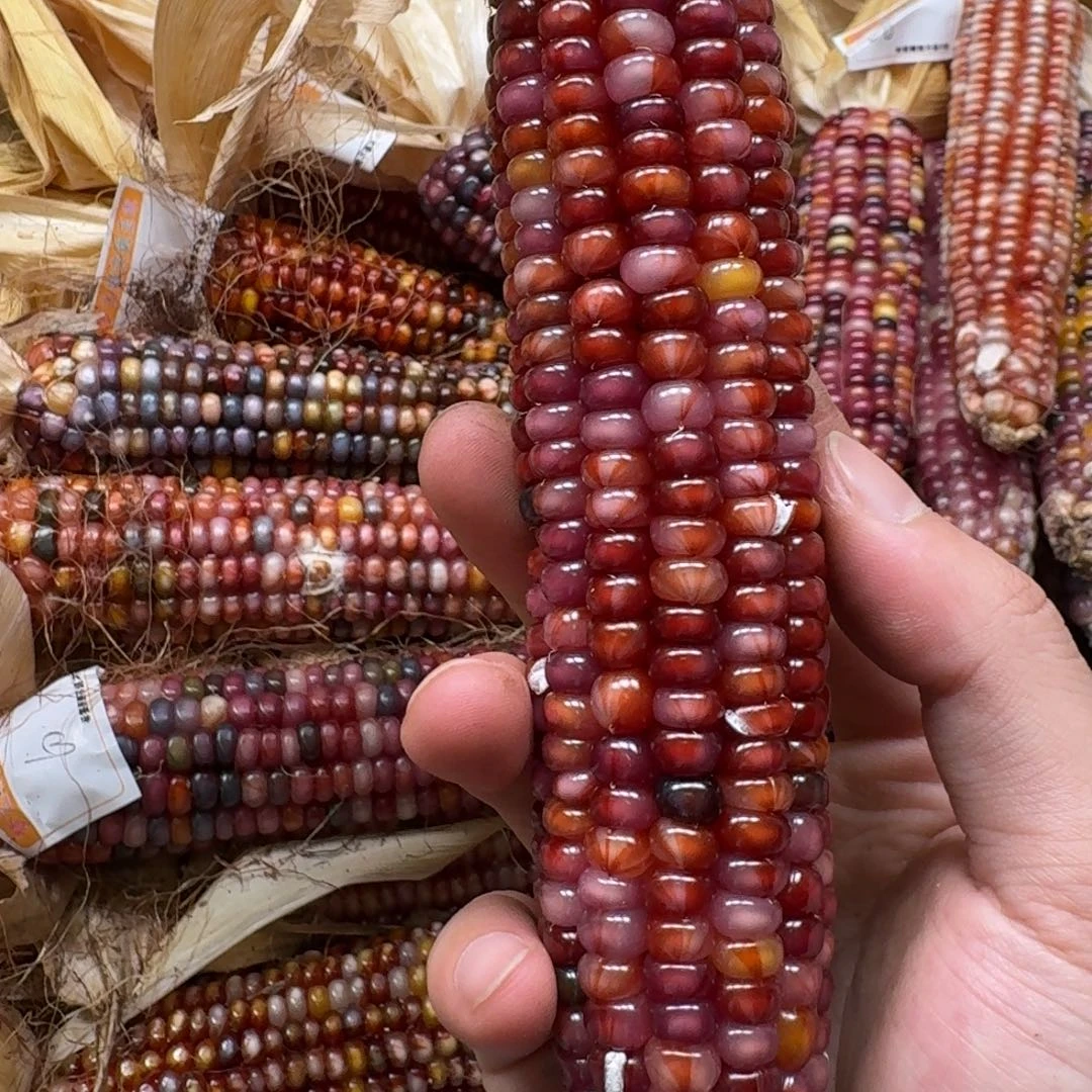 䴥***爺吊坠柏香籽/百香籽