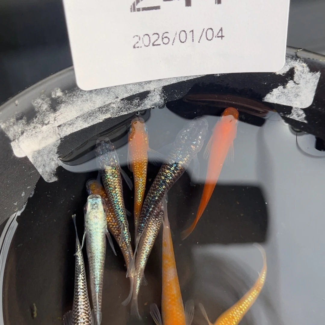 青鳉鱼241随机10尾