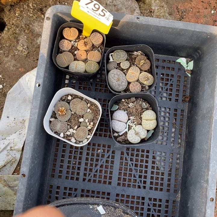 芷***瑶生石花等植物的生长发育795