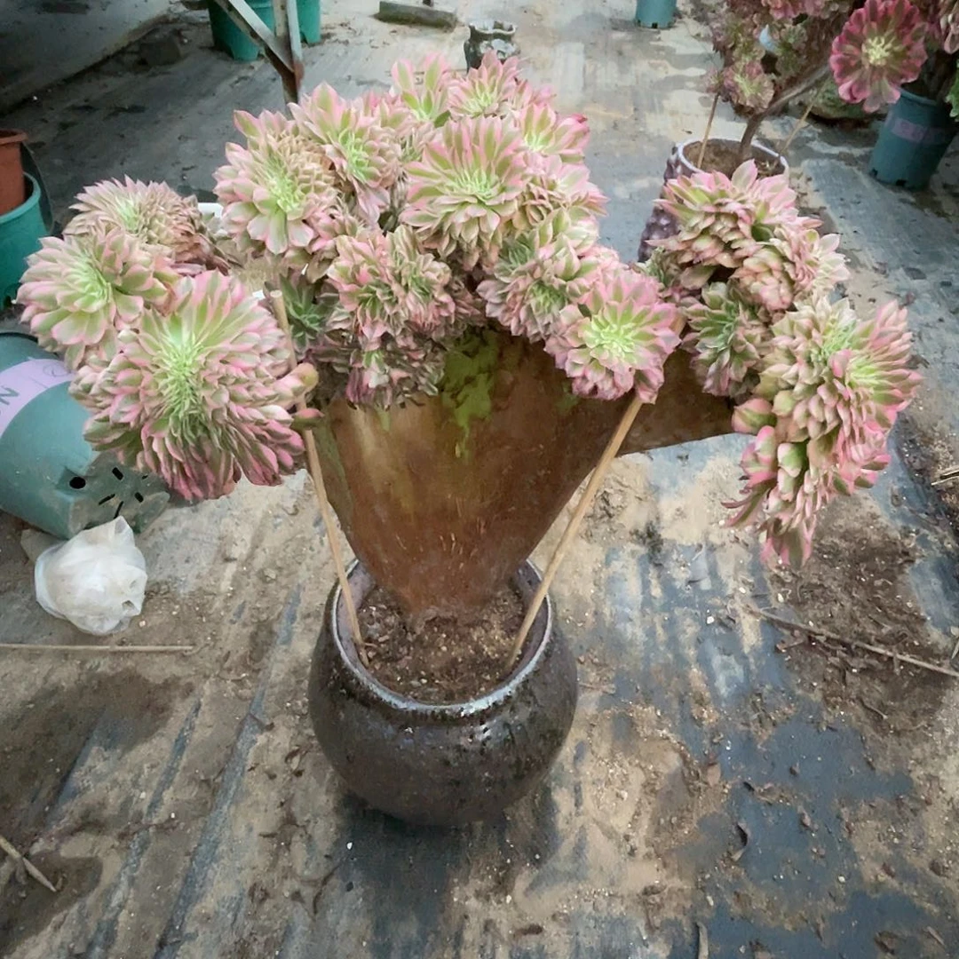 【闪购商品】全部花朵红铜壶超白